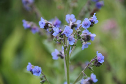 Chinees vergeet-me-nietje (blauw) |-Cynoglossum amabile - closeup