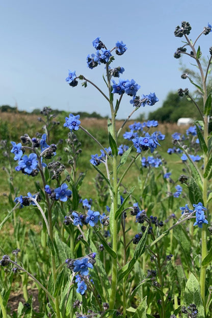 Chinees vergeet-me-nietje ‘Firmament’ - Cynoglossum amabile