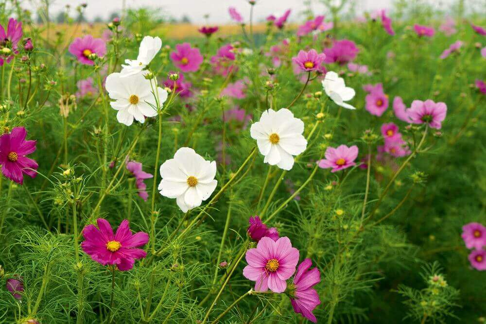 Cosmea - Cosmos bipinnatus - roze en wit