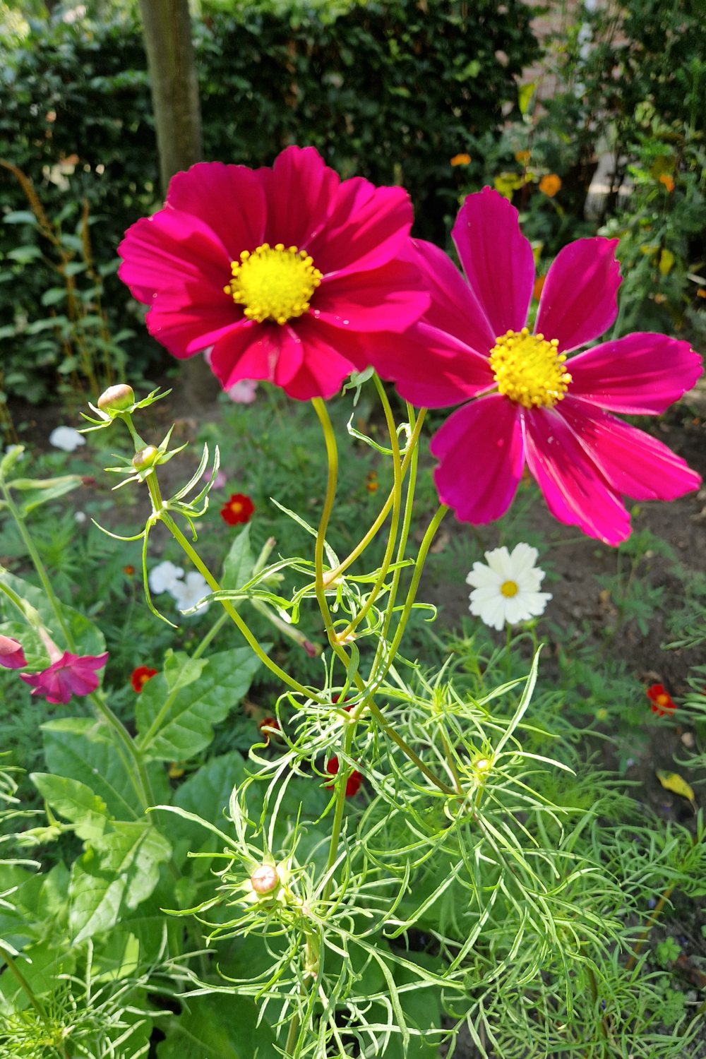 Bloeiende roze Cosmos in de pluktuiin