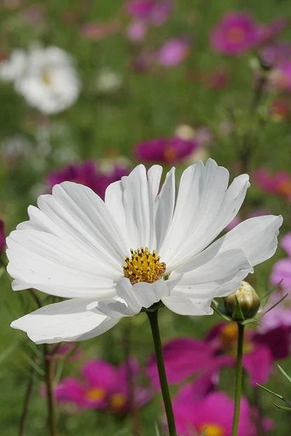 Witte bloeiende plukbloem Cosmea met roze Cosmea in de achtergond
