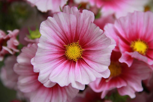 Cosmea Daydream - Cosmos bipinnatus - roze - closeup