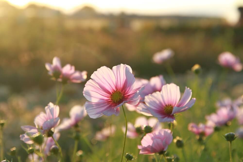 Cosmea Daydream - Cosmos bipinnatus - roze