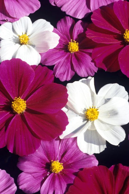 Cosmea 'Versailles' - Cosmos bipinnatus - mix kleuren