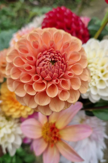 Dahlia ‘Cornel bronze’