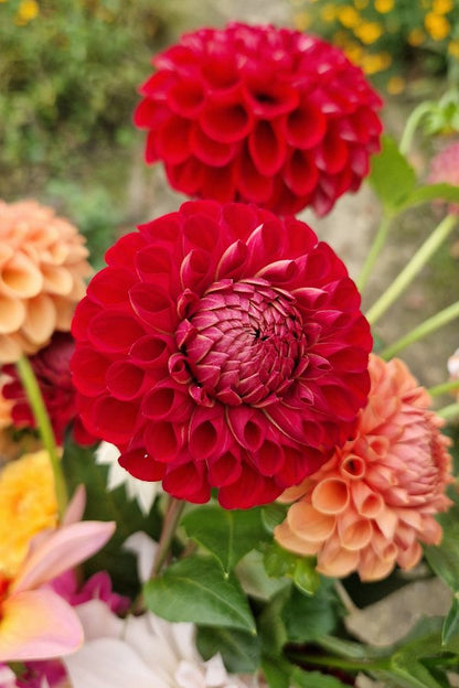 Dahlia 'Cornel'