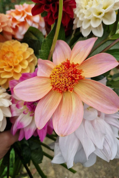 Dahlia ‘Totally tangerine’