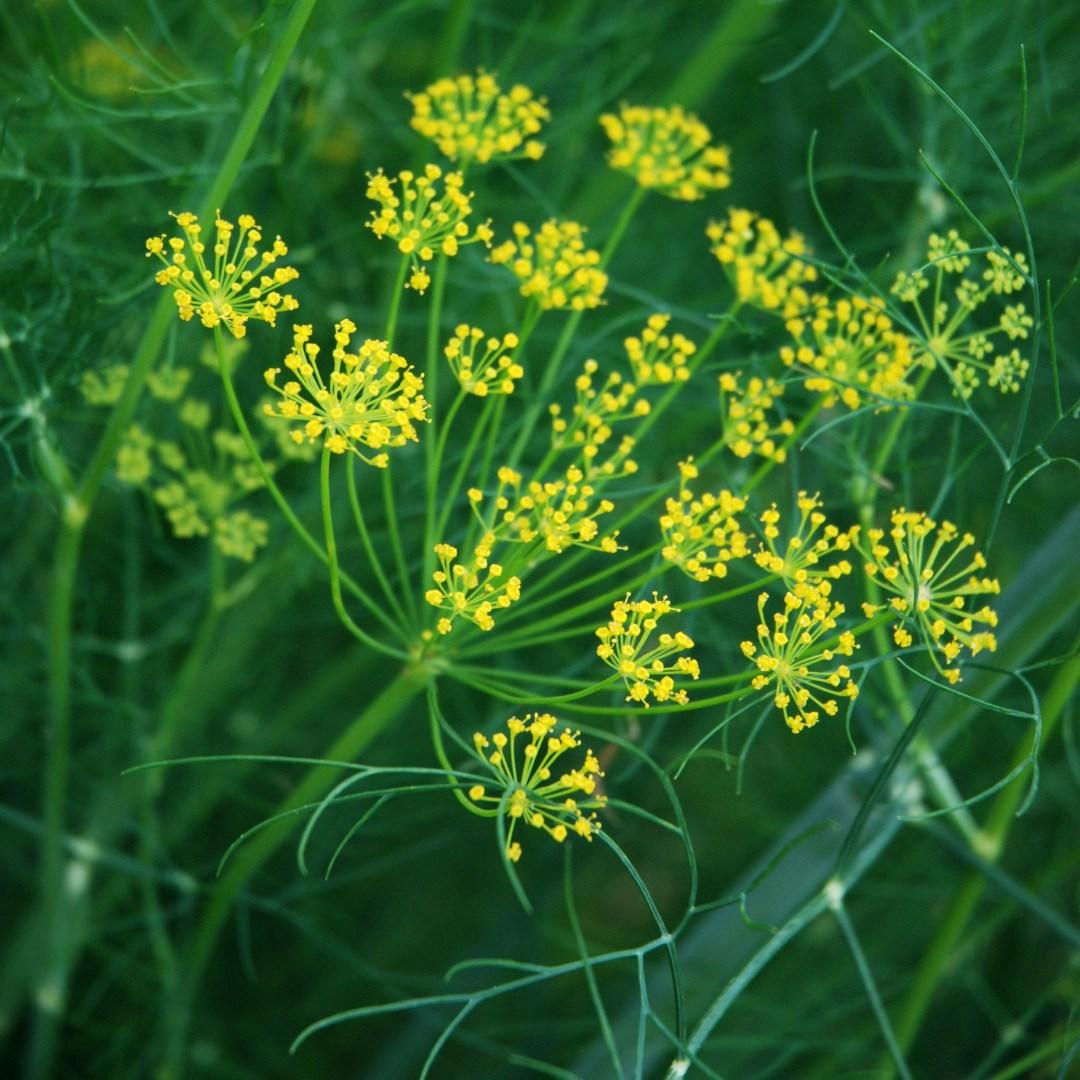 Dille - Anethum graveolens