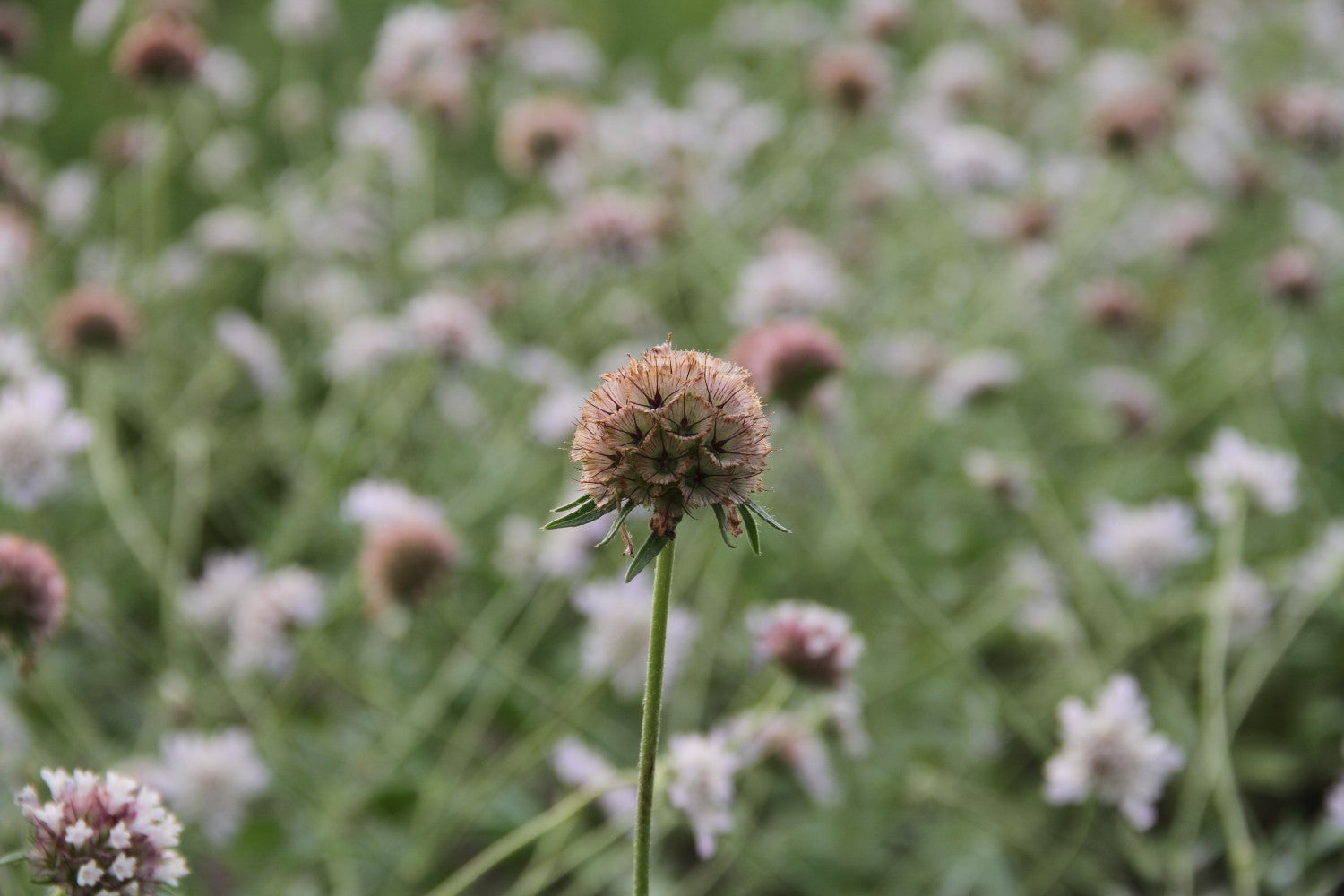 Duifkruid 'Drumstick' | Scabiosa stellata