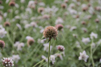 Duifkruid 'Drumstick' | Scabiosa stellata
