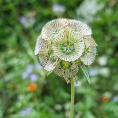 Duifkruid Drumstick - Scabiosa stellata