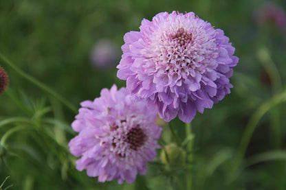 Duifkruid | Scabiosa atropurpurea
