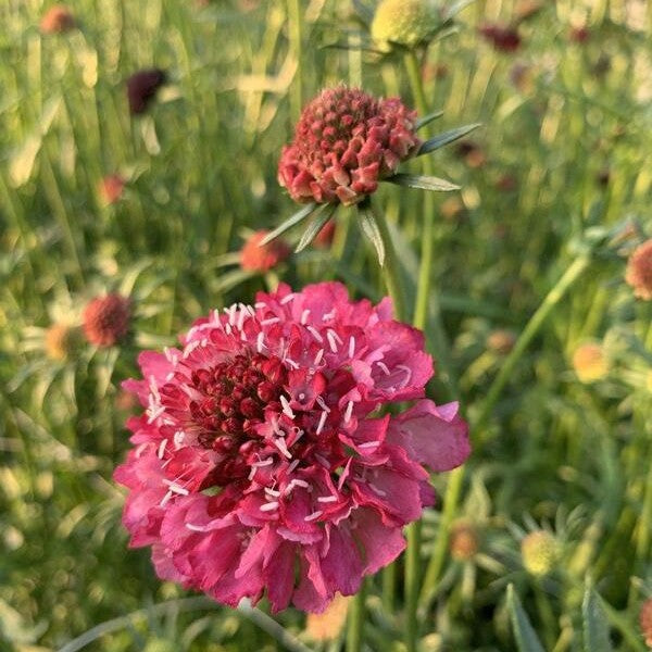 Duifkruid Summer Berries mix - Scabiosa atropurpurea - roze
