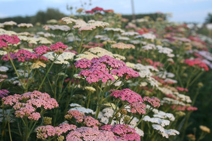 Veld vol met Duizendblad bloemen in een mix van lichtroze, roze, witte en fuchsia roze tinten