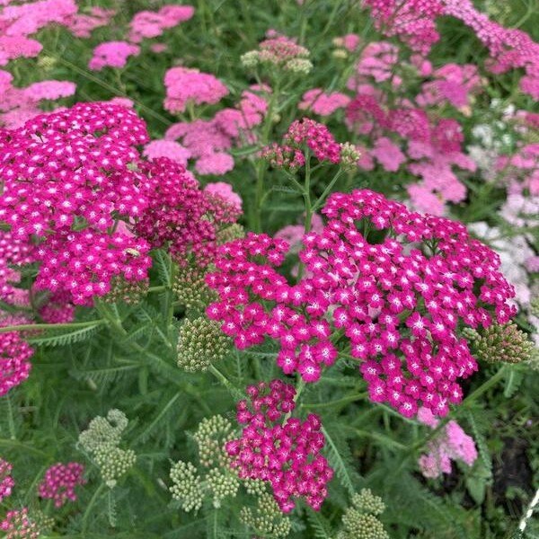 Duizendblad Summer pastels - Achillea millefolium - closeup.jpg