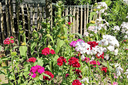 Kleurrijke Duizendschoon in een pluktuin