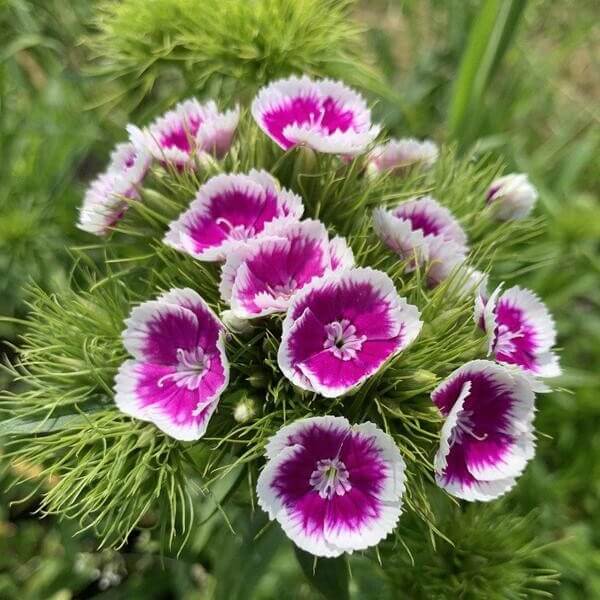 Duizendschoon Pretty Pinks mix - Dianthus barbatus - donkerroze closeup