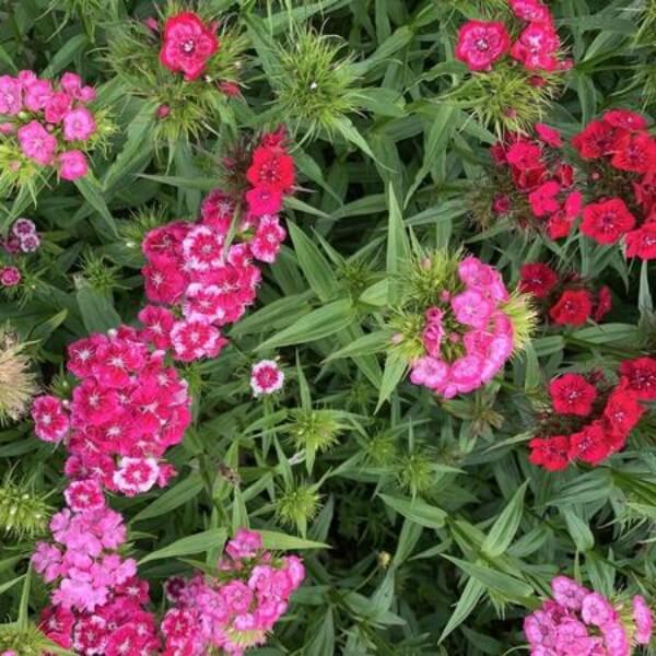 Duizendschoon Pretty Pinks mix - Dianthus barbatus - donkerroze rood