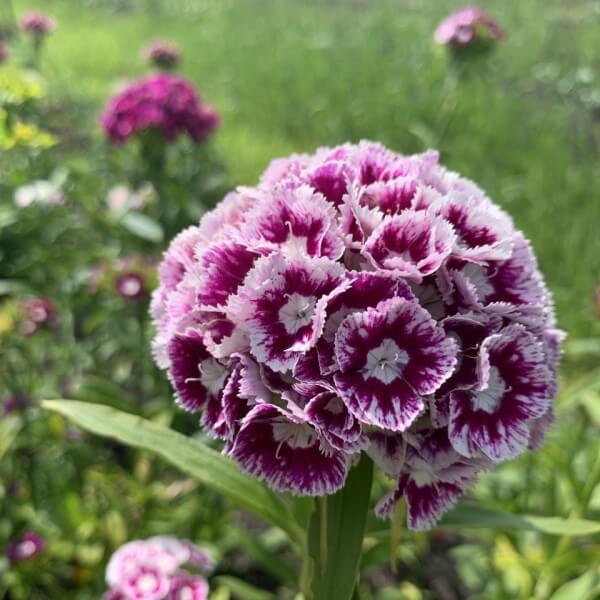 Duizendschoon Pretty Pinks mix - Dianthus barbatus - donkerroze