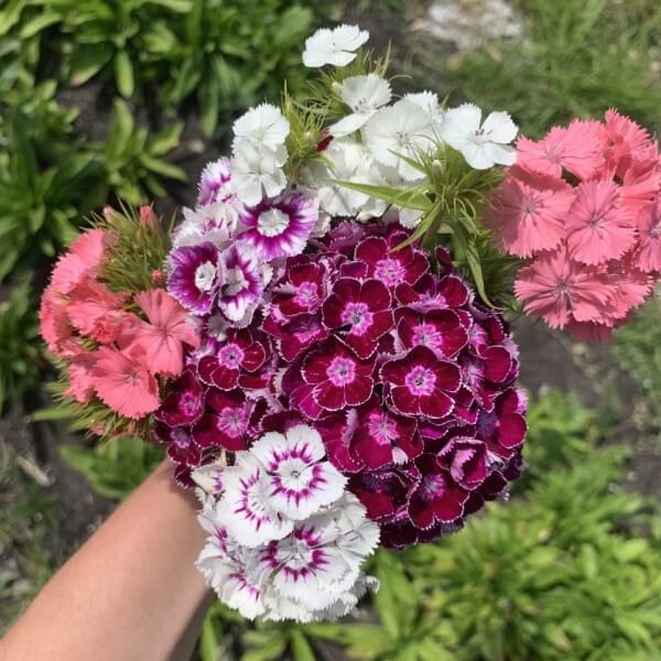 Duizendschoon Pretty Pinks mix - Dianthus barbatus - mix