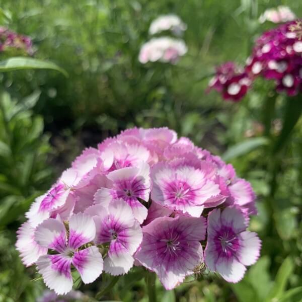 Duizendschoon Pretty Pinks mix - Dianthus barbatus - roze