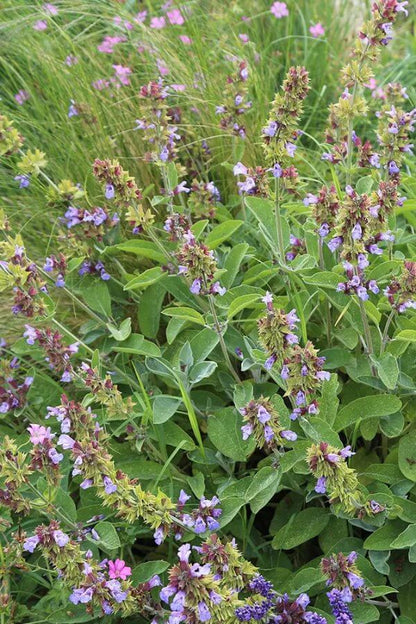 Echte salie - in bloei