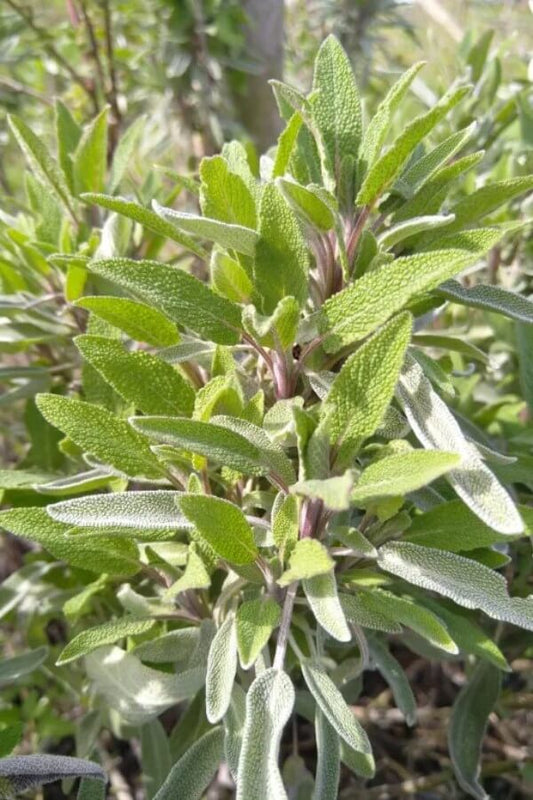 Echte salie - Salvia officinalis