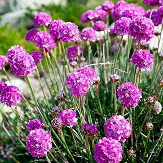 Engels gras - Armeria maritima - paars