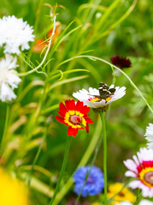 Bonte ganzebloem | Chrysanthemum carinatum