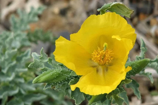 Gele hoornpapaver - Glaucium flavum
