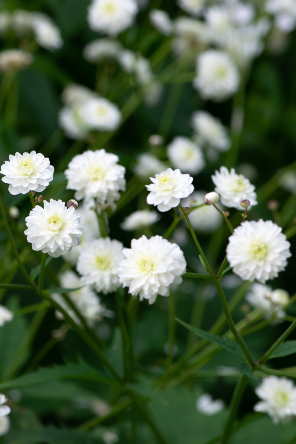 Gipskruid - Gypsophile paniculata