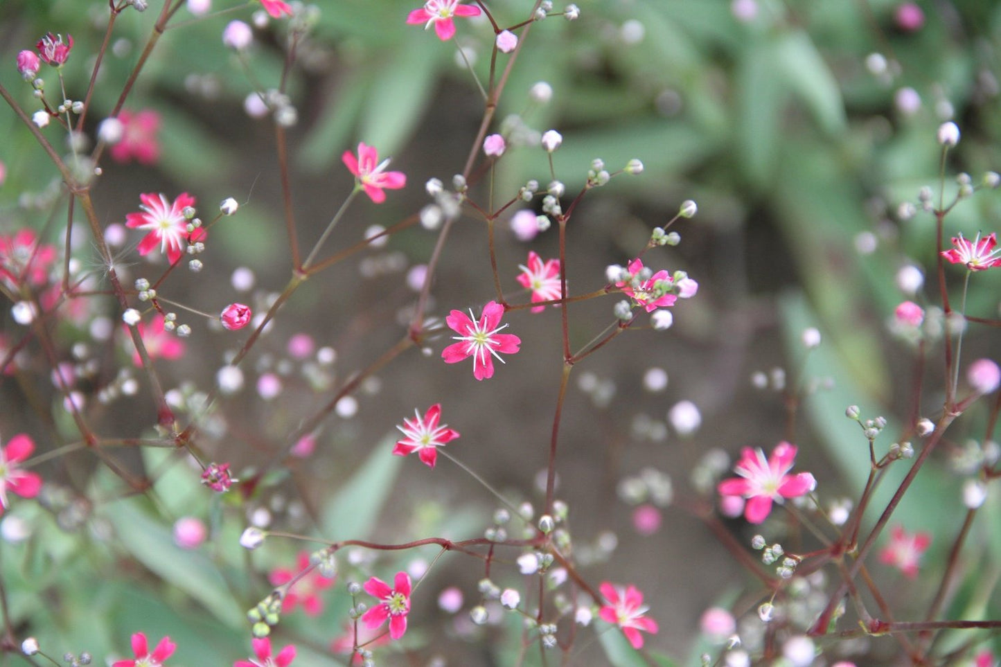 Stervormig wit met roze bloempjes van Gipskruid Kermesina.