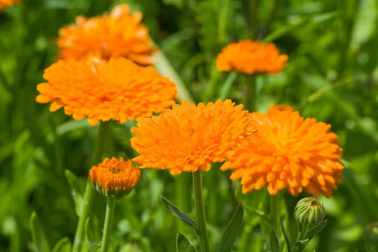 Goudsbloem (oranje) - Calendula officinalis