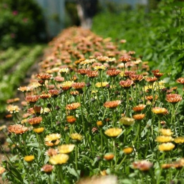 Goudsbloem Touch of Red Buff - Calendula officinalis - in het veld