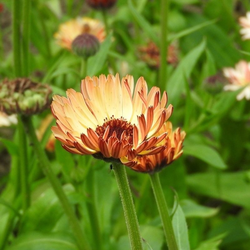 Goudsbloem Touch of Red Buff - Calendula officinalis - closeup