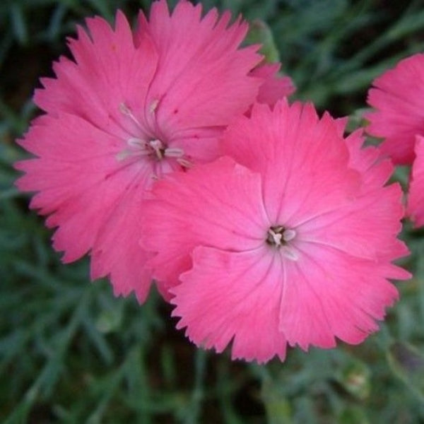 Grasanjer - Dianthus plumarius