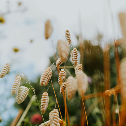 Zadenpakket Lentebloeiers