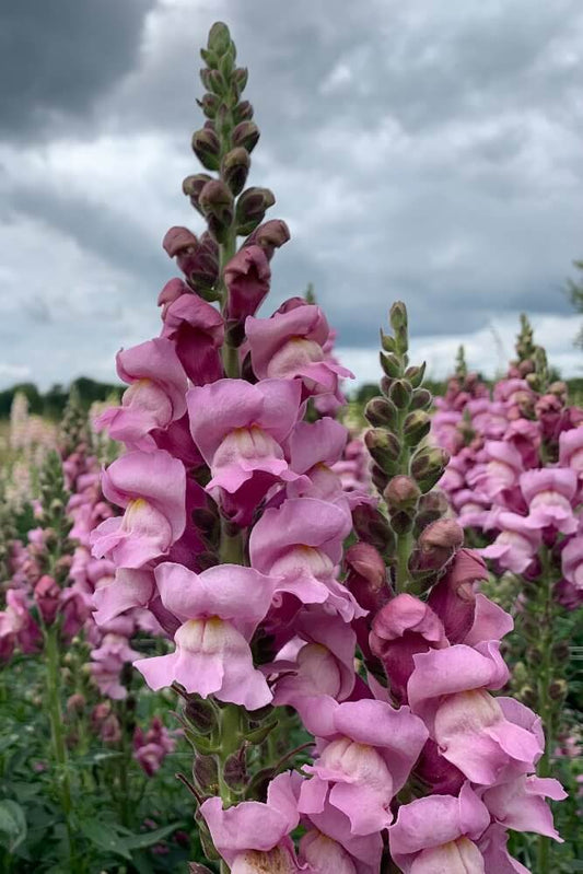 Grote Leeuwenbek ‘Lavender’ - Antirrhinum majus