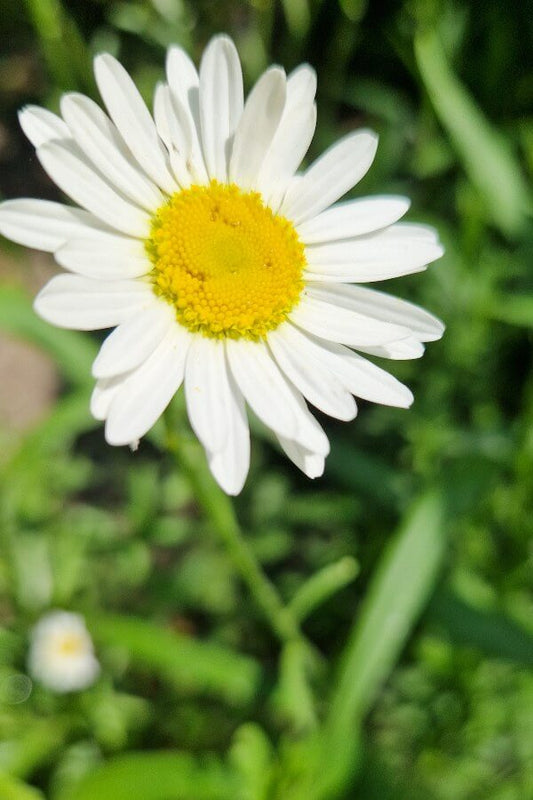 Grote margriet May queen - Chrysanthemum leucanthemum - closeup