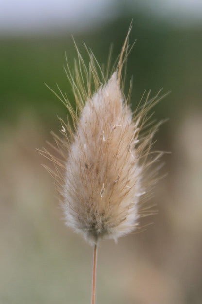 Hazenstaart gras - Lagurus ovatus