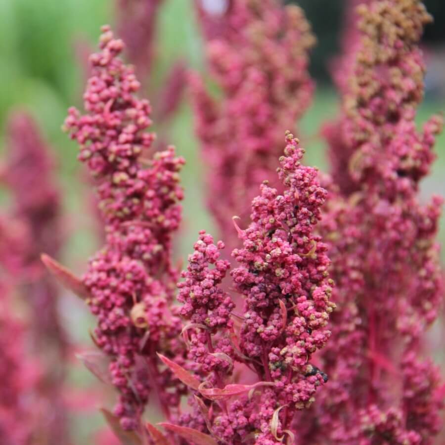 Huauzontle - Red Aztec