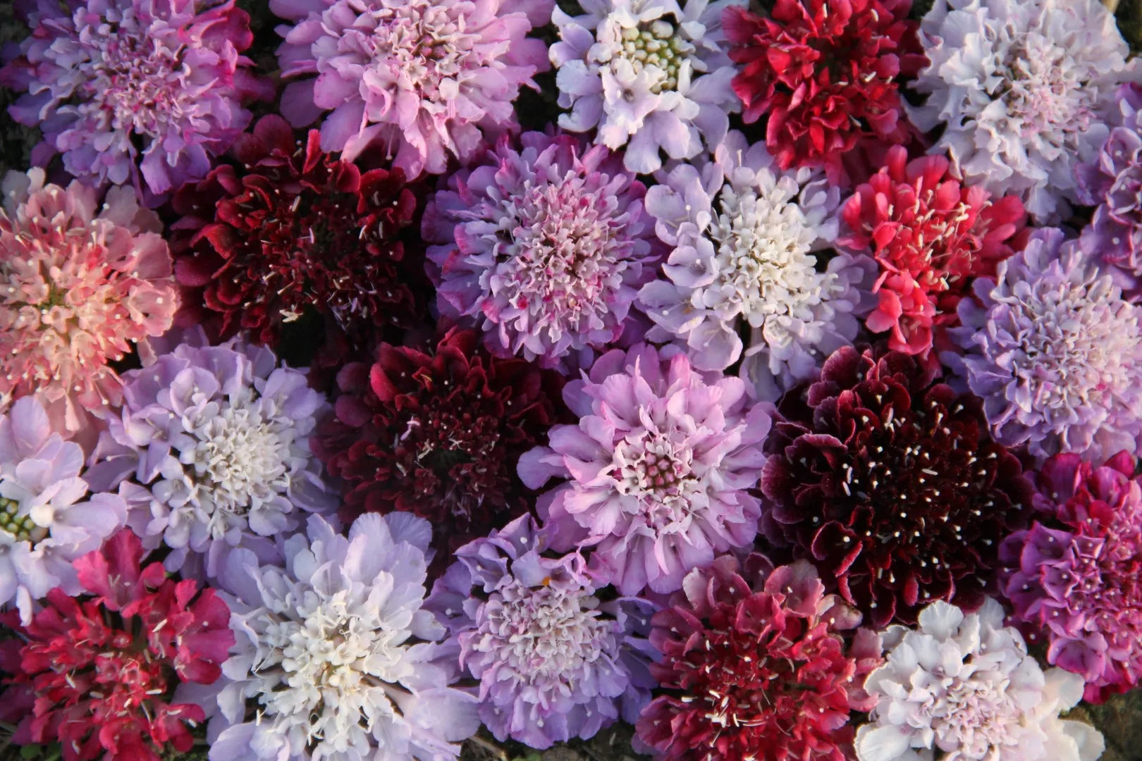 Duifkruid_aubergine_paars_roze_rood_wit