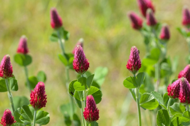 Incarnaatklaver - Trifolium incarnatum - paars