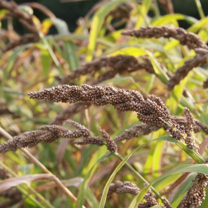 Japanse gierst - Echinochloa esculenta Yamagata