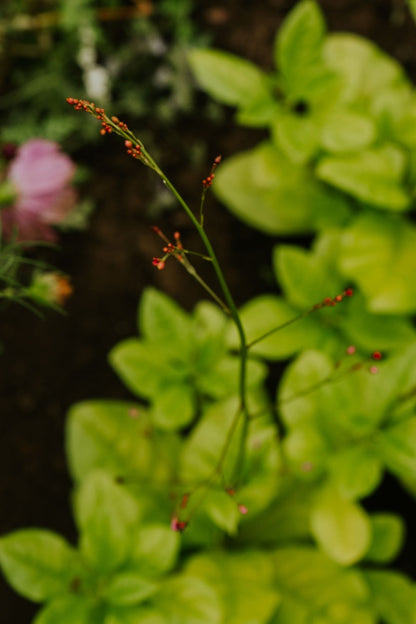 Jewels of Opar | Talinum paniculatum