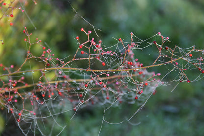 Jewels of Opar | Talinum paniculatum