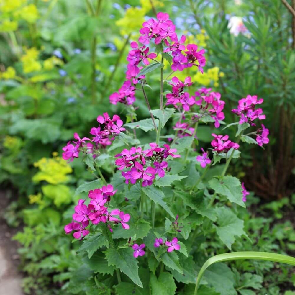Judaspenning (tweejarig) - Lunaria annua