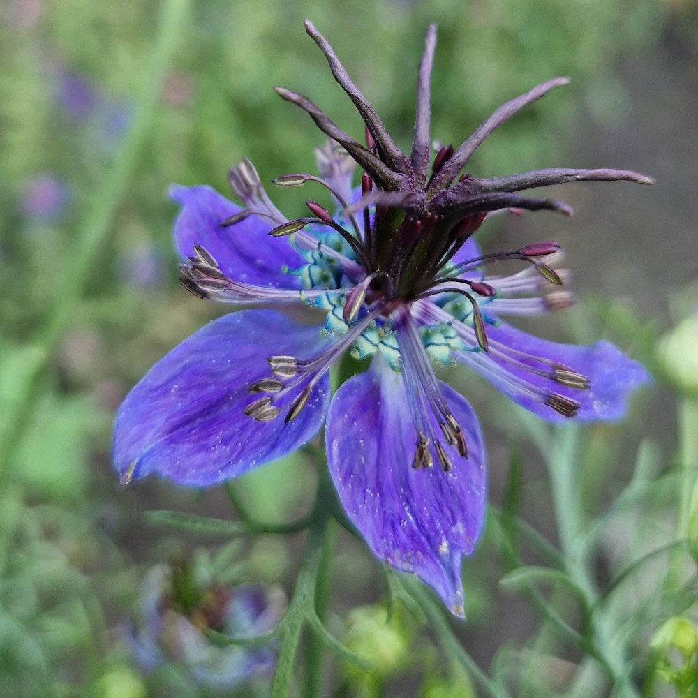 Juffertje African Bride - Nigella Papillosa