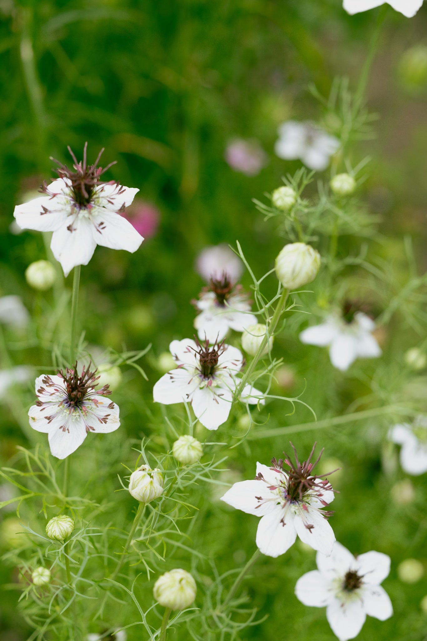 Juffertje 'African bride' (wit) - Nigella papillosa