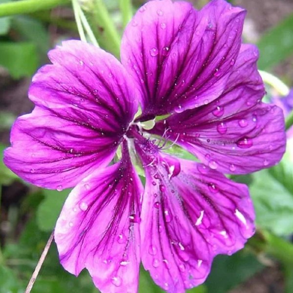 Kaasjeskruid 'Mauritania' - Malva sylvestris - closeup